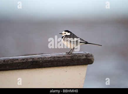 Pied Wagtail Motacilla alba maschio in livrea invernale Norfolk Dicembre Foto Stock