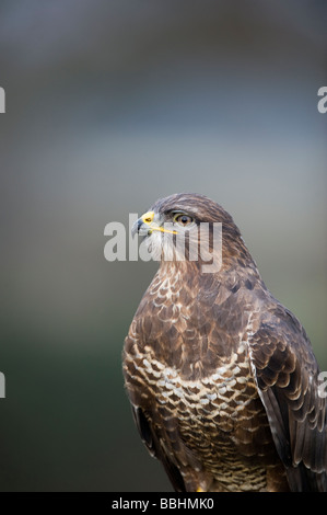 Comune Poiana Buteo buteo Glos UK Winter controllato Foto Stock