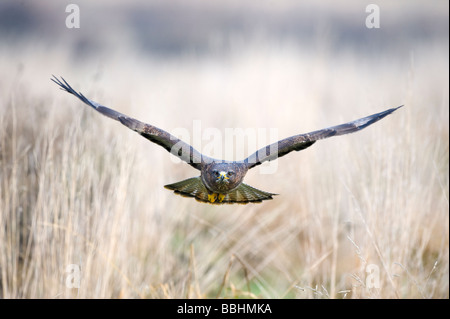 Comune Poiana Buteo buteo Glos UK Winter controllato Foto Stock