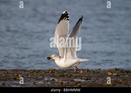 Herring Gull Larus argentatus tenuto spento per far cadere le cozze alla shell smash Brancaster Staithe North Norfolk inverno Foto Stock
