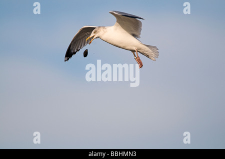 Herring Gull Larus argentatus cozza di caduta di smash shell Staithe Brancaster North Norfolk inverno Foto Stock