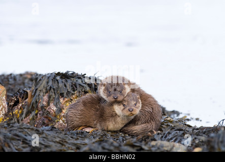 Lontra Lutra lutra 3mth old cubs Shetland Aprile Foto Stock
