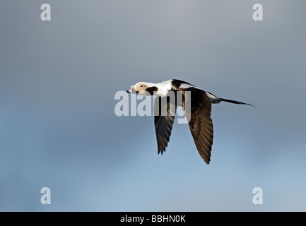 Lunga coda di anatra Clangula hyemalis maschio in aprile Shetland Foto Stock