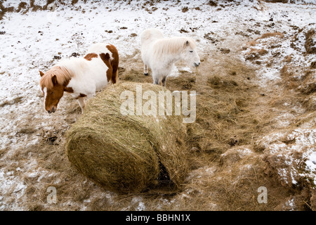 Due cavalli mangia fieno durante l'inverno Skagafjordur Islanda Foto Stock