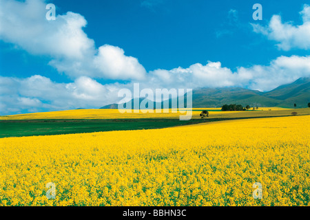 Sole brillante giallo campi di canola tendere all'orizzonte nell'OVERBERG Foto Stock