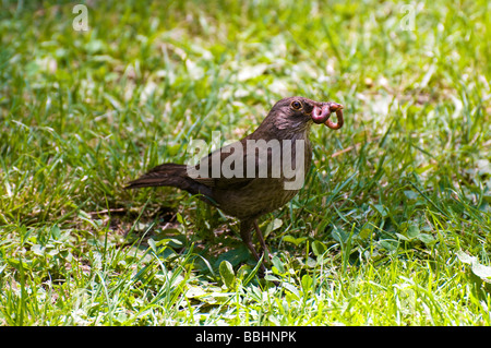Comune Femmina blackbird Turdus merula con un verme nel becco Foto Stock