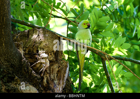 Rose-inanellati parrocchetto - Psittacula krameri Foto Stock