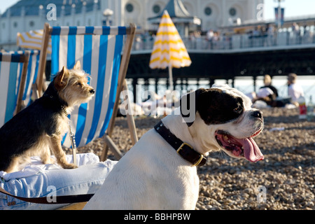 Due cani sulla spiaggia di Brighton nel Sussex, Inghilterra Foto Stock