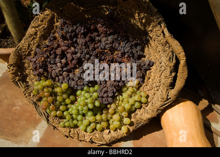 Uva Uva passa il contrasto del vino frutto di Sun Foto Stock