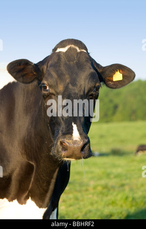 Fresian (Holstein) mucche al pascolo in Kent paesaggio inglese Foto Stock