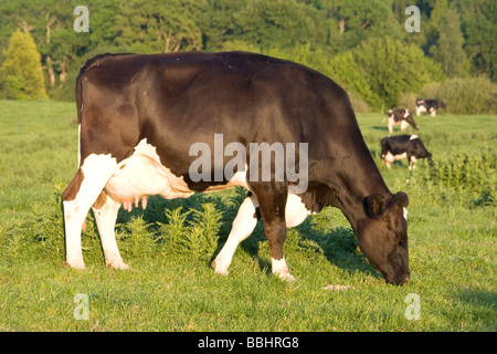 Fresian (Holstein) mucche al pascolo in Kent paesaggio inglese Foto Stock