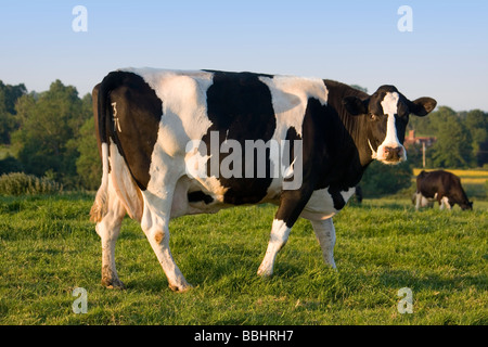 Fresian (Holstein) mucche al pascolo in Kent paesaggio inglese Foto Stock