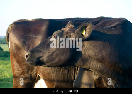 Fresian (Holstein) mucche al pascolo in Kent paesaggio inglese Foto Stock