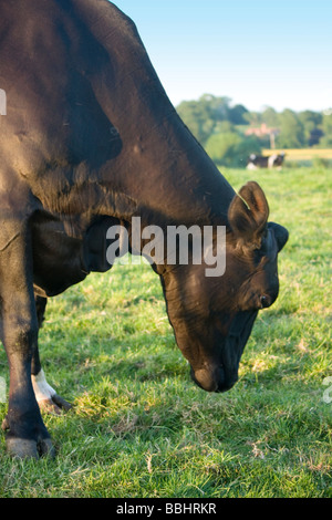 Fresian (Holstein) mucche al pascolo in Kent paesaggio inglese Foto Stock