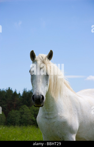 White Horse sul prato ritratto Foto Stock