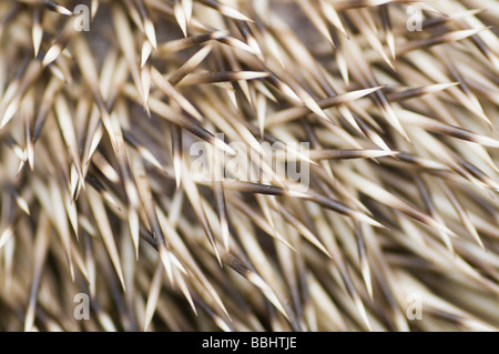 Close up del porcospino spine Erinaceus europaeus Foto Stock