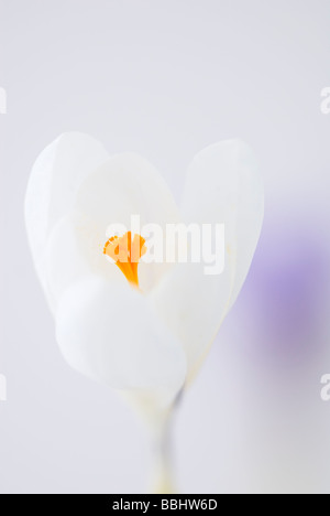 CROCUS VERNUS Jeanne d Arc Foto Stock
