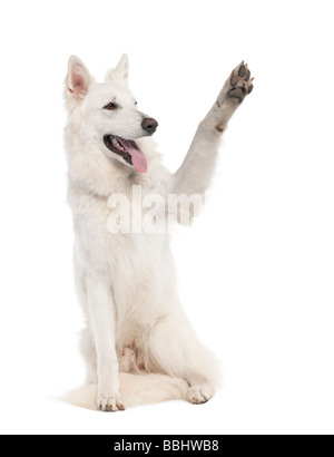 White cane pastore 1 anno di età di fronte a uno sfondo bianco Foto Stock