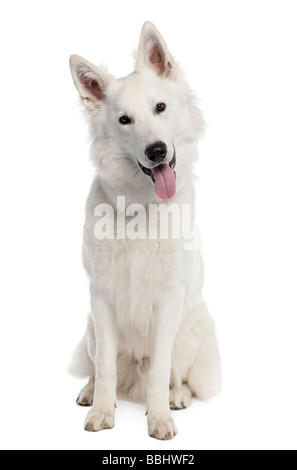 White cane pastore di 9 mesi di fronte a uno sfondo bianco Foto Stock