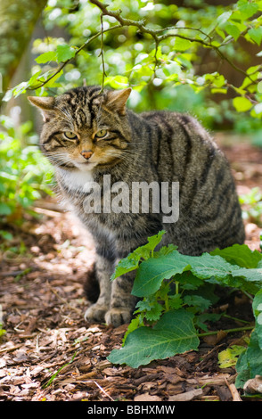 Scottish Wildcat (Felis sylvestris) Foto Stock