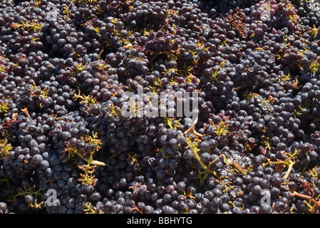 Stati Uniti d'America California St Helena V Sattui Winery appena raccolto di uve in mosti di uve bin Foto Stock