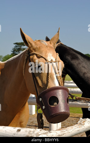 Polo pony indossando la museruola in plastica Foto Stock