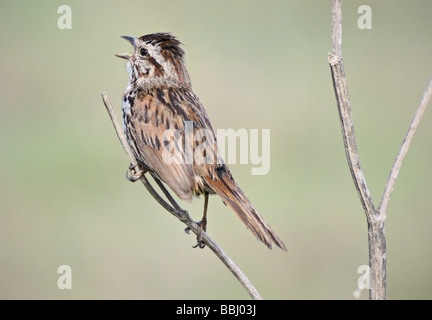 Un uccello Song Sparrow --- Melospiza melodia (costa californiana), arroccato su un ramo, raffigurato su uno sfondo sfocato Foto Stock