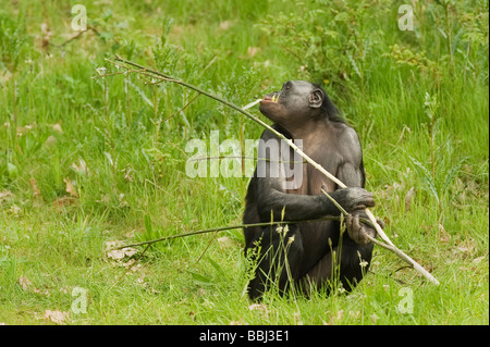 Bonobo Pan paniscus Foto Stock