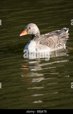 Grigio Graylag Lag Goose Ariser anser (Anatidi) Foto Stock