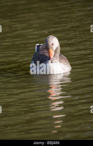 Grigio Graylag Lag Goose Ariser anser (Anatidi) Foto Stock