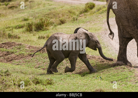 I giovani dell' elefante africano in esecuzione Loxodonta africana di Laikipia Sweetwaters Privat RESERVE Kenya Kenya Africa orientale Foto Stock