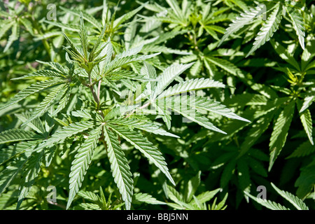 La Cannabis sativa crescente selvatici in Himalaya indiano, Kullu, India Foto Stock