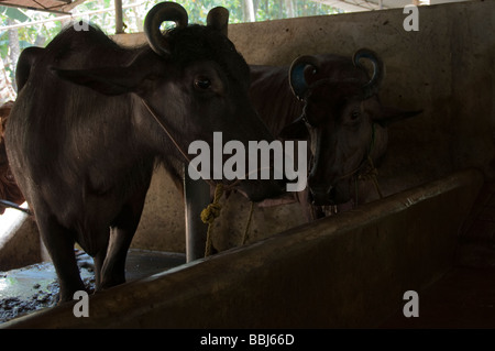 Vacche da latte in una grande stalla in Kerala, India Foto Stock