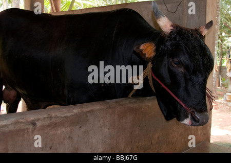 Vacche da latte in una grande stalla in Kerala, India Foto Stock