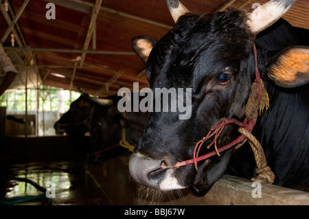 Vacche da latte in una grande stalla in Kerala, India Foto Stock