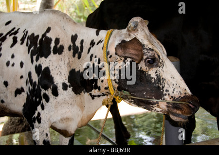 Vacche da latte in una grande stalla in Kerala, India Foto Stock