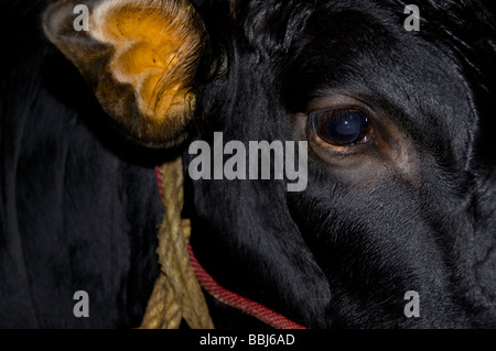 Vacche da latte in una grande stalla in Kerala, India Foto Stock