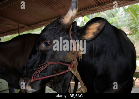 Vacche da latte in una grande stalla in Kerala, India Foto Stock