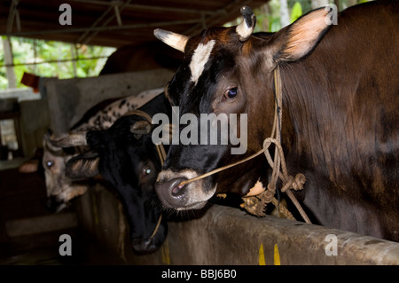 Vacche da latte in una grande stalla in Kerala, India Foto Stock