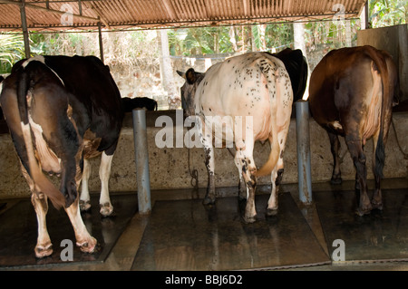 Vacche da latte in una grande stalla in Kerala, India Foto Stock