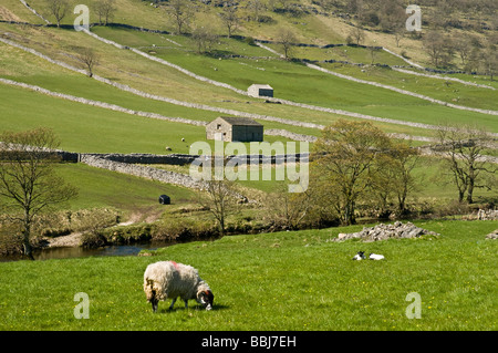 dh Yorkshire Dales National Park WHARFEDALE NORTH YORKSHIRE agnelli di pecora nei campi agricoli fienili primavera campo panoramico regno unito Foto Stock