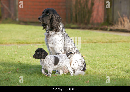 Grande Munsterlander cane cucciolo e sul prato Foto Stock