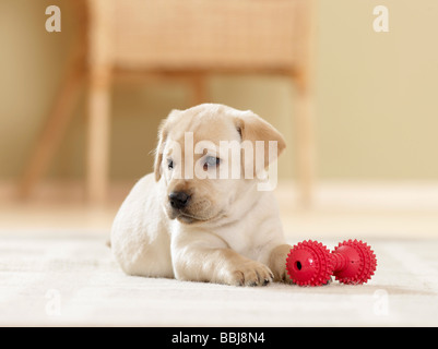 Il Labrador Retriever. Cucciolo (6 settimane di età) che giace accanto al rosso osso giocattolo. Germania Foto Stock