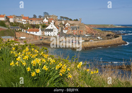 dh Villaggio di pescatori porto CORALLO EST NEUK Fife SCOZIA Scozzese Daffodil primavera fiore primavera narcisi uk fiori scenici Foto Stock