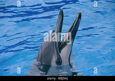 Corto.fatturati delfino comune (Delphinus delphis) guardando fuori dall'acqua Foto Stock