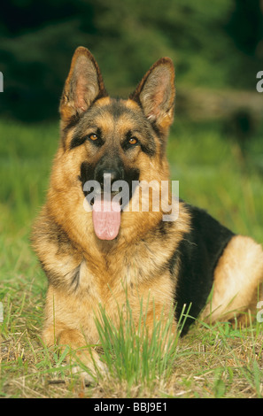 Pastore Tedesco cane - sdraiato sul prato Foto Stock