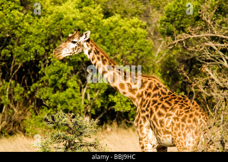 Masai giraffa - Parco Nazionale del Serengeti, Tanzania Foto Stock
