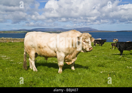 dh Charolais manzo bull lato BESTIAME bestiame UK FATTORIA ANIMALI Mandria mista di vacche bovini animali agricoli britannici pedigree scozzese Foto Stock