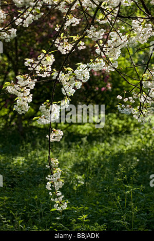 Prunus avium 'Plena' - Ciliegio selvatico Foto Stock