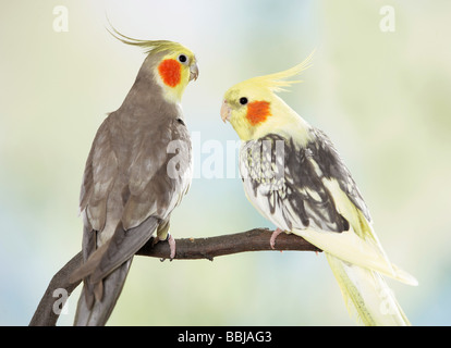 Due cockatiels sul ramoscello / Nymphicus hollandicus Foto Stock